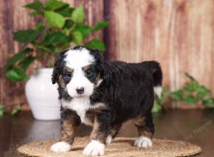 tri-colored mini bernedoodle near Chicago 