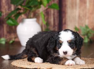 tri-colored mini bernedoodle near Chicago 