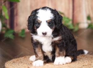 tri-colored mini bernedoodle near Chicago 