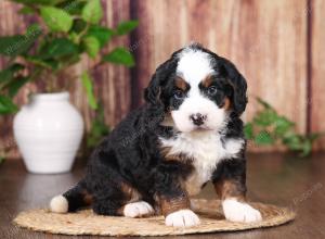 tri-colored mini bernedoodle near Chicago 