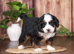 tri-colored mini bernedoodle near Chicago 