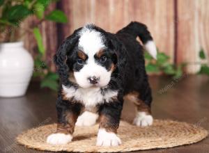 tri-colored mini bernedoodle near Chicago 