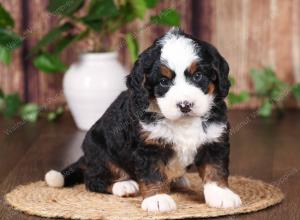 tri-colored mini bernedoodle near Chicago 