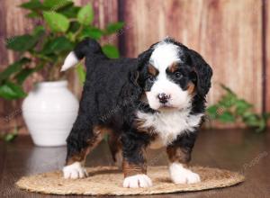 tri-colored mini bernedoodle near Chicago 