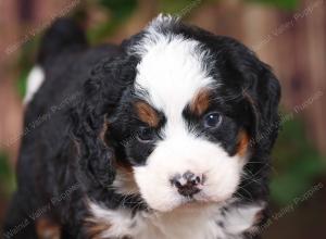 tri-colored mini bernedoodle near Chicago 