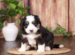 tri-colored mini bernedoodle near Chicago