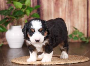 tri-colored mini bernedoodle near Chicago 