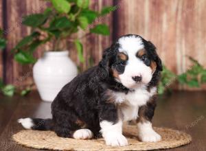 tri-colored mini bernedoodle near Chicago 