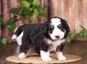 tri-colored mini bernedoodle near Chicago 