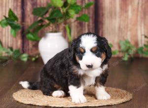 tri-colored mini bernedoodle near Chicago 