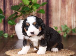 tri-colored mini bernedoodle near Chicago 