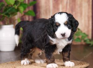 tri-colored mini bernedoodle near Chicago 