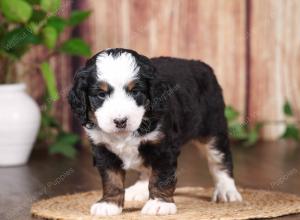 tri-colored mini bernedoodle near Chicago 