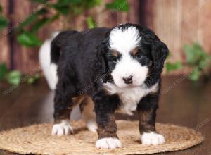 tri-colored mini bernedoodle near Chicago 