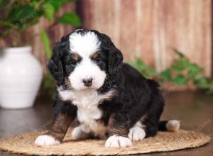 tri-colored mini bernedoodle near Chicago 
