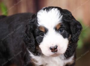tri-colored mini bernedoodle near Chicago 
