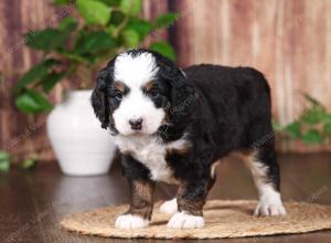 tri-colored mini bernedoodle near Chicago 