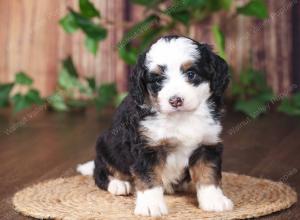 tri-colored mini bernedoodle near Chicago 