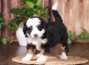 tri-colored mini bernedoodle near Chicago 