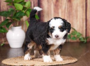 tri-colored mini bernedoodle near Chicago 
