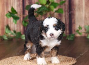 tri-colored mini bernedoodle near Chicago 