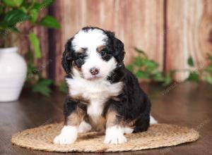 tri-colored mini bernedoodle near Chicago 