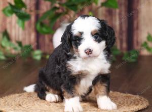 tri-colored mini bernedoodle near Chicago 