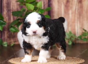 tri-colored mini bernedoodle near Chicago 