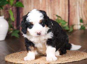 tri-colored mini bernedoodle near Chicago 