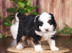 tri-colored mini bernedoodle near Chicago 