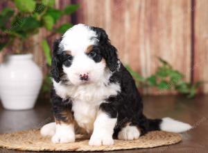 tri-colored mini bernedoodle near Chicago 