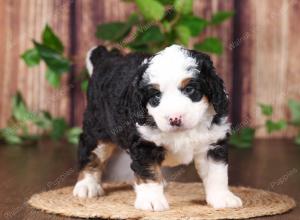 tri-colored mini bernedoodle near Chicago 