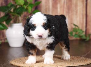 tri-colored mini bernedoodle near Chicago 