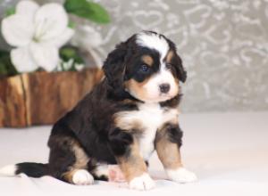 tri-colored mini bernedoodle near Chicago Illinois