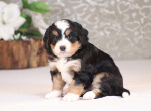 tri-colored mini bernedoodle near Chicago Illinois