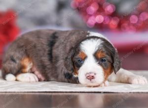 mini bernedoodle near Saint Louis MO