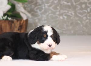 tri-colored mini bernedoodle near Chicago Illinois