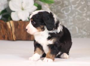 tri-colored mini bernedoodle near Chicago Illinois