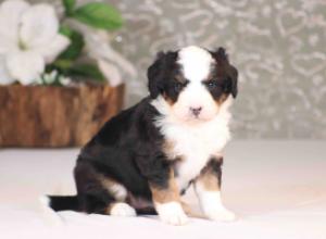 tri-colored mini bernedoodle near Chicago Illinois