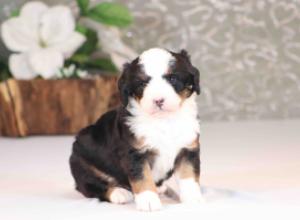 tri-colored mini bernedoodle near Chicago Illinois