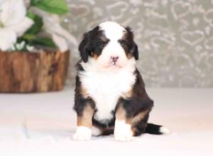 tri-colored mini bernedoodle near Chicago Illinois