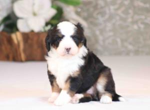 tri-colored mini bernedoodle near Chicago Illinois