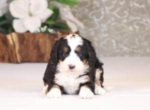 tri-colored mini bernedoodle near Chicago Illinois