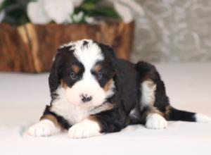 tri-colored mini bernedoodle near Chicago Illinois