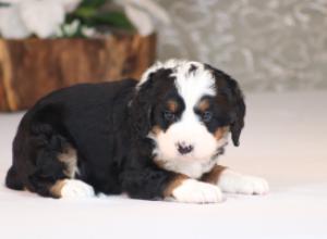 tri-colored mini bernedoodle near Chicago Illinois