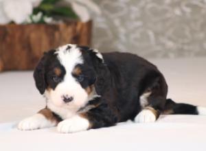 tri-colored mini bernedoodle near Chicago Illinois