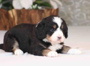 tri-colored mini bernedoodle near Chicago Illinois