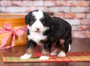 tri-colored mini bernedoodle near Chicago Illinois 