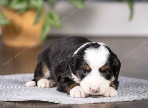 tri-colored mini bernedoodle near Chicago Illinois