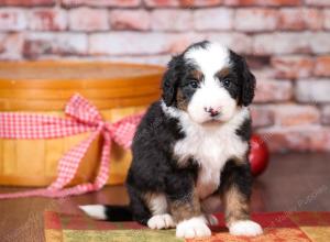 tri-colored mini bernedoodle near Chicago Illinois 